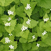 Garlic Mustard.jpg